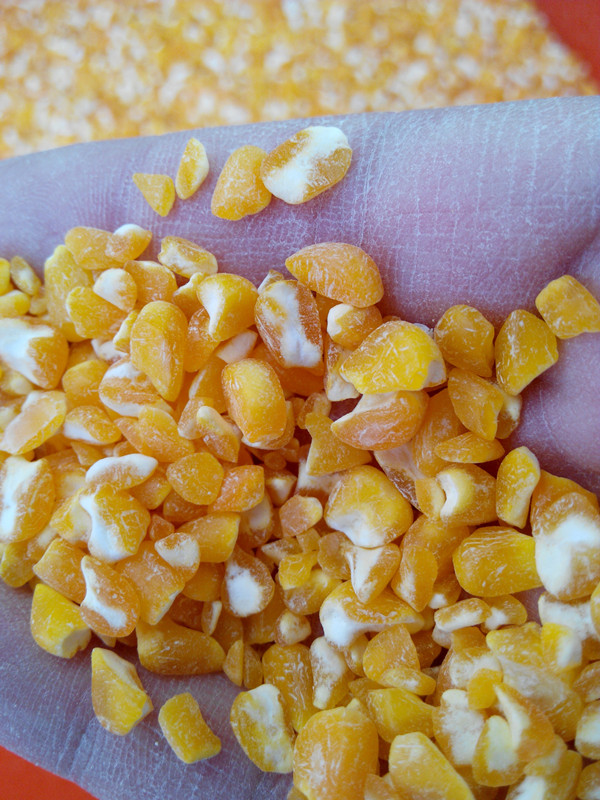 Corn Cleaning and Peeling Plant