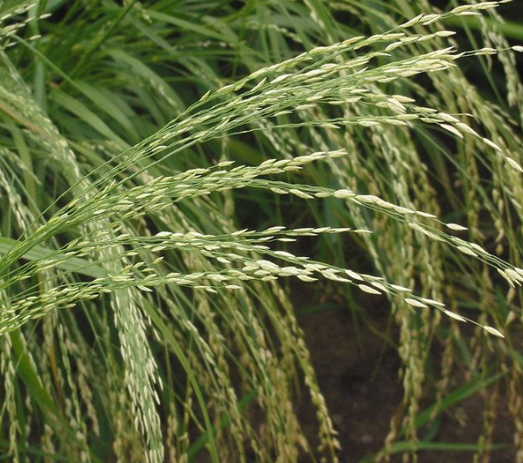 Teff Cleaning and Miling Equipment, ?? ?????? ???